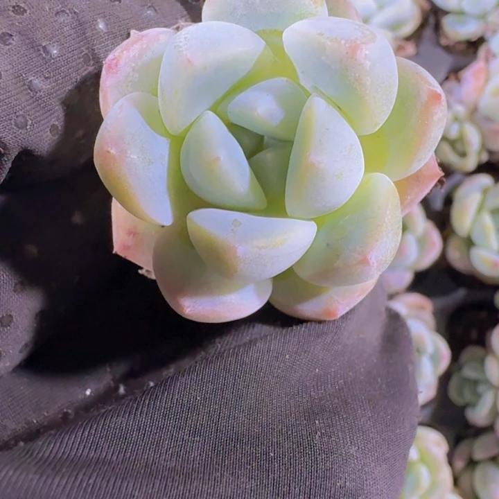精品青团量拍两颗