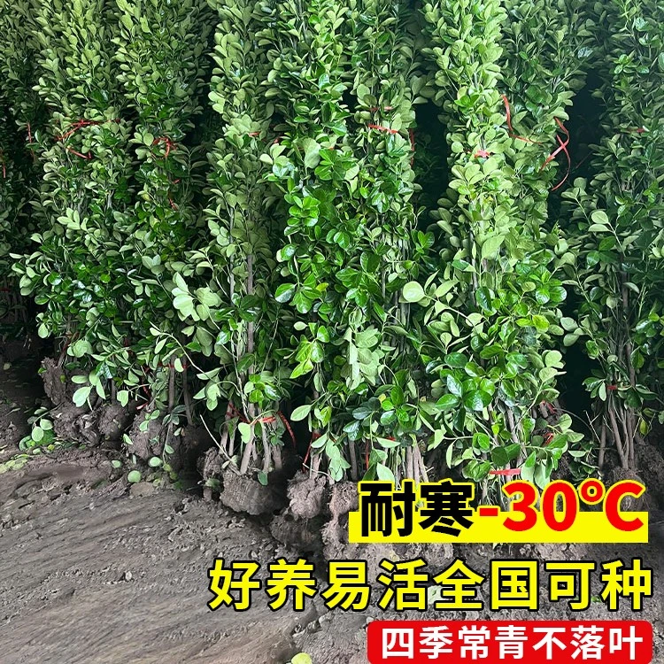 量大优惠北海道黄杨冬青苗大叶篱笆植物四季常青绿化庭院围墙围栏