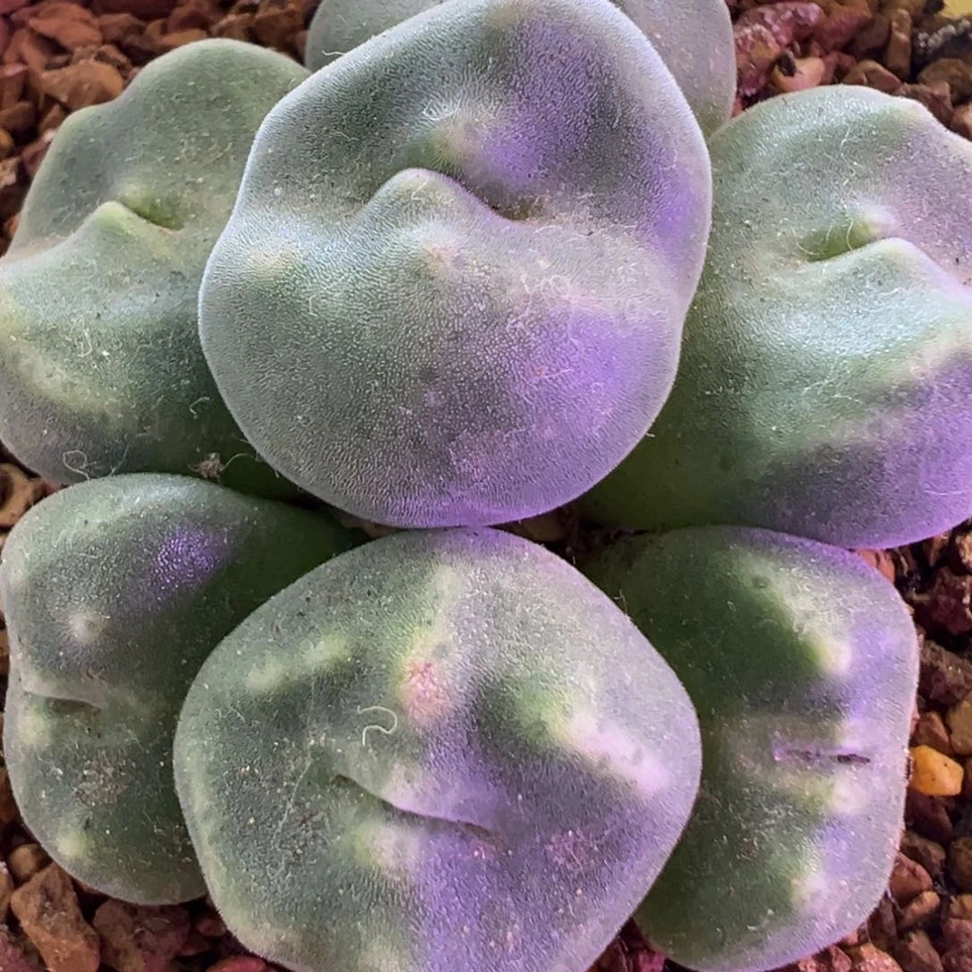 捧花绿豆糕 肉锥植物