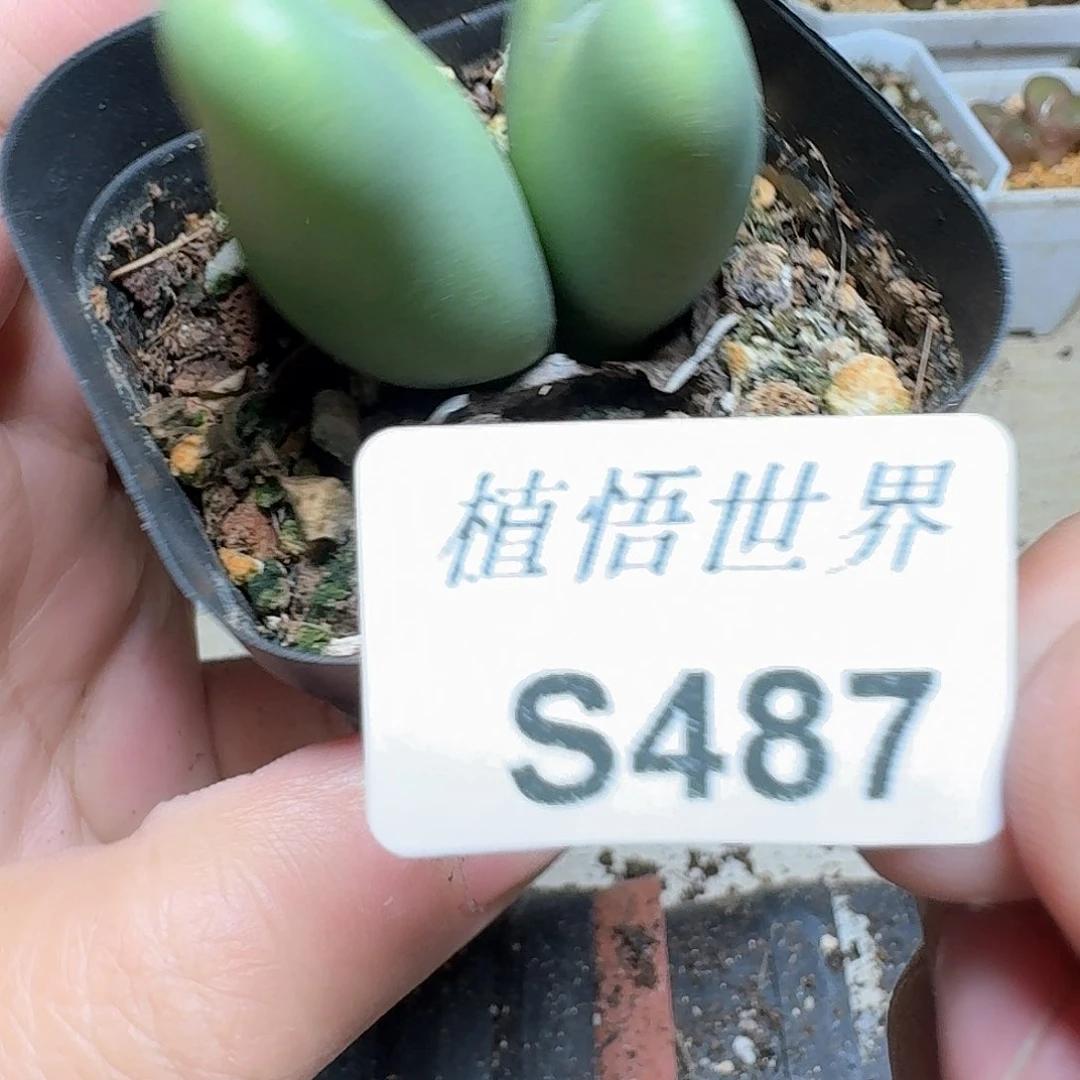 487号多肉植物哇c