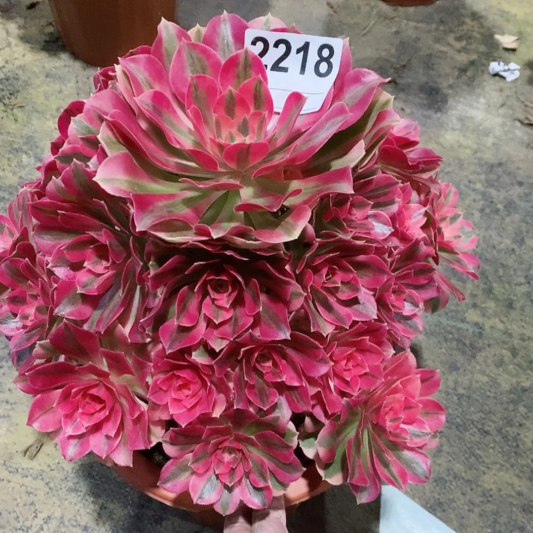 红陶M****荆2218女巫4多肉