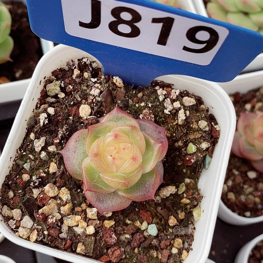 珍妮3cm多肉植物