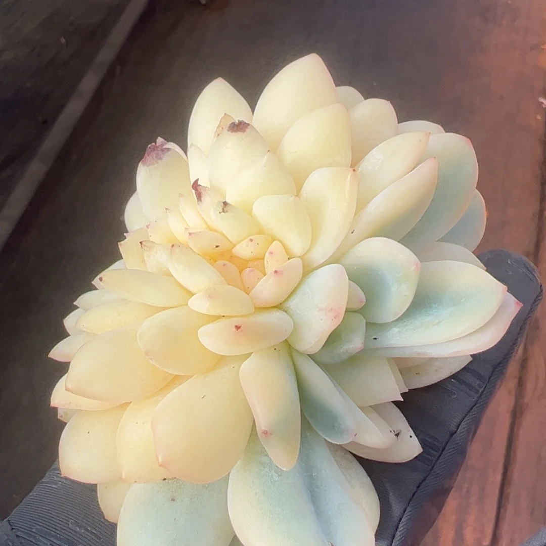 橙梦露锦缀化，砍头无根