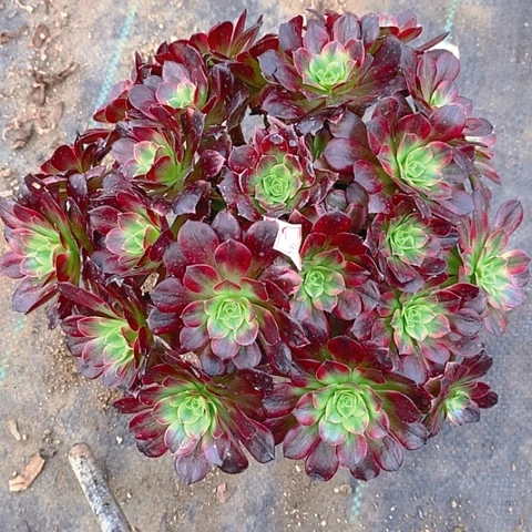 106安娜多肉植物