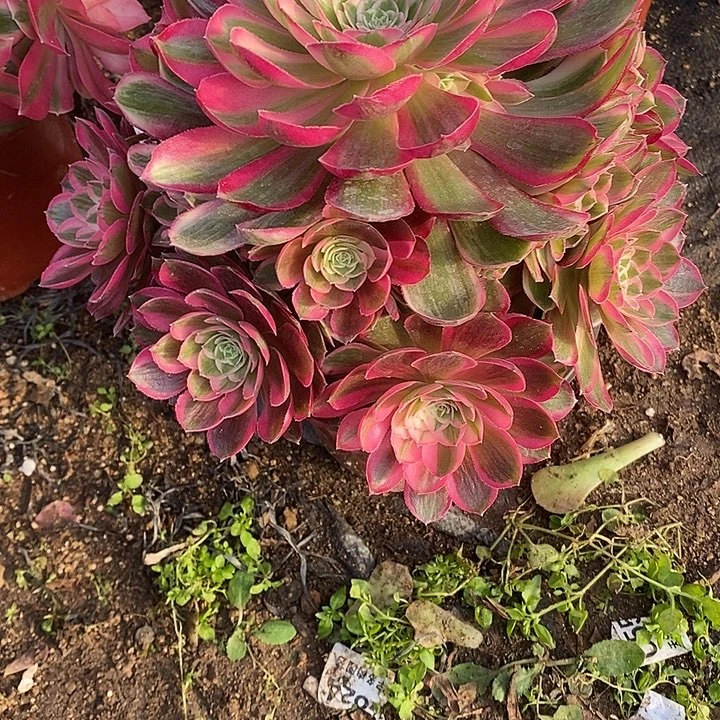 多肉植物孔雀玲856多肉