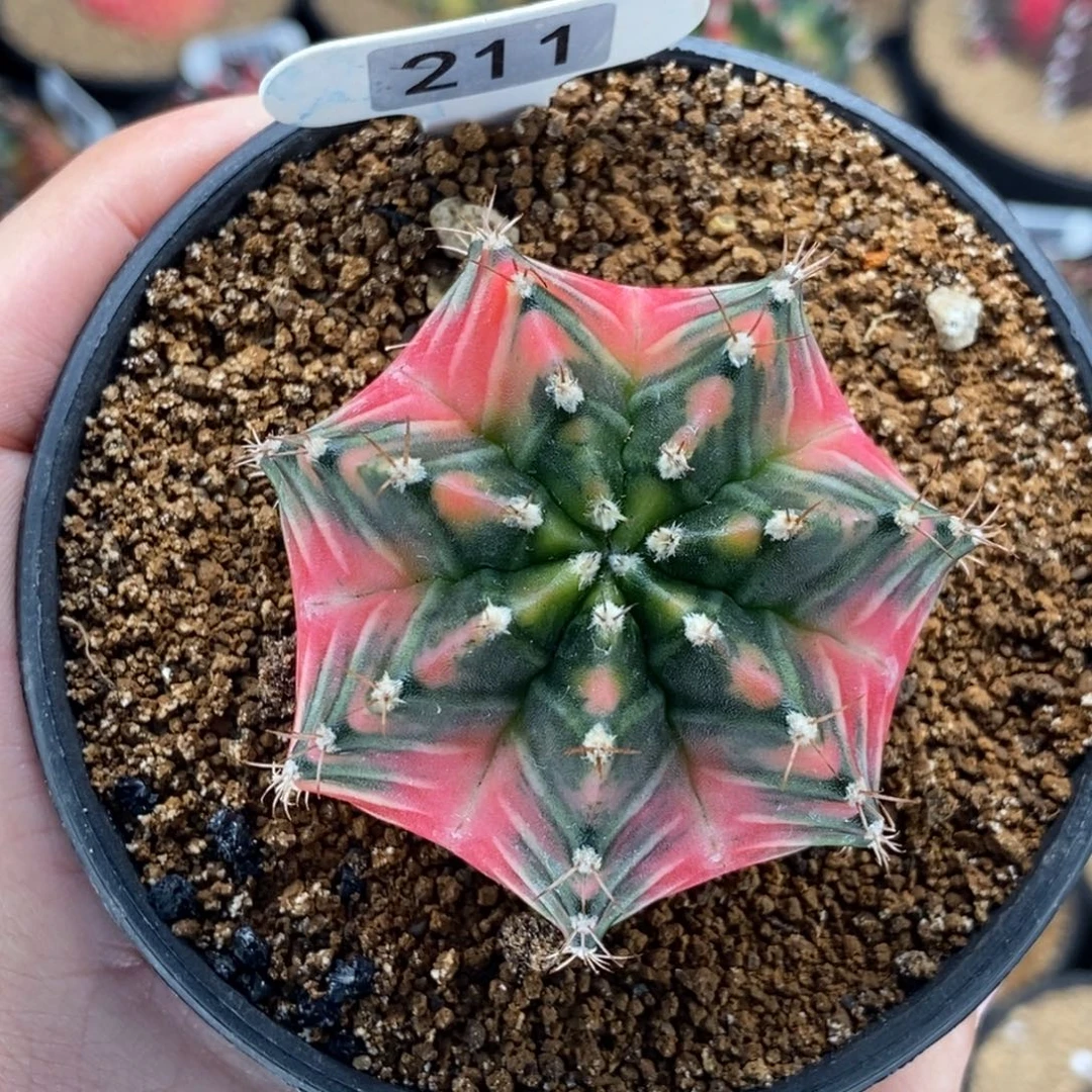 米哈肋骨仙人球09