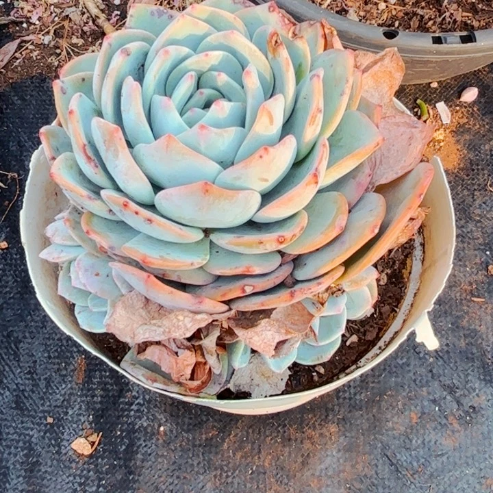 凤橙18
