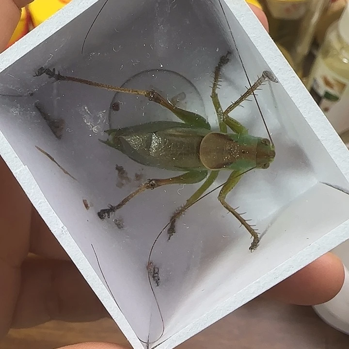 鸣虫虫具一个包邮