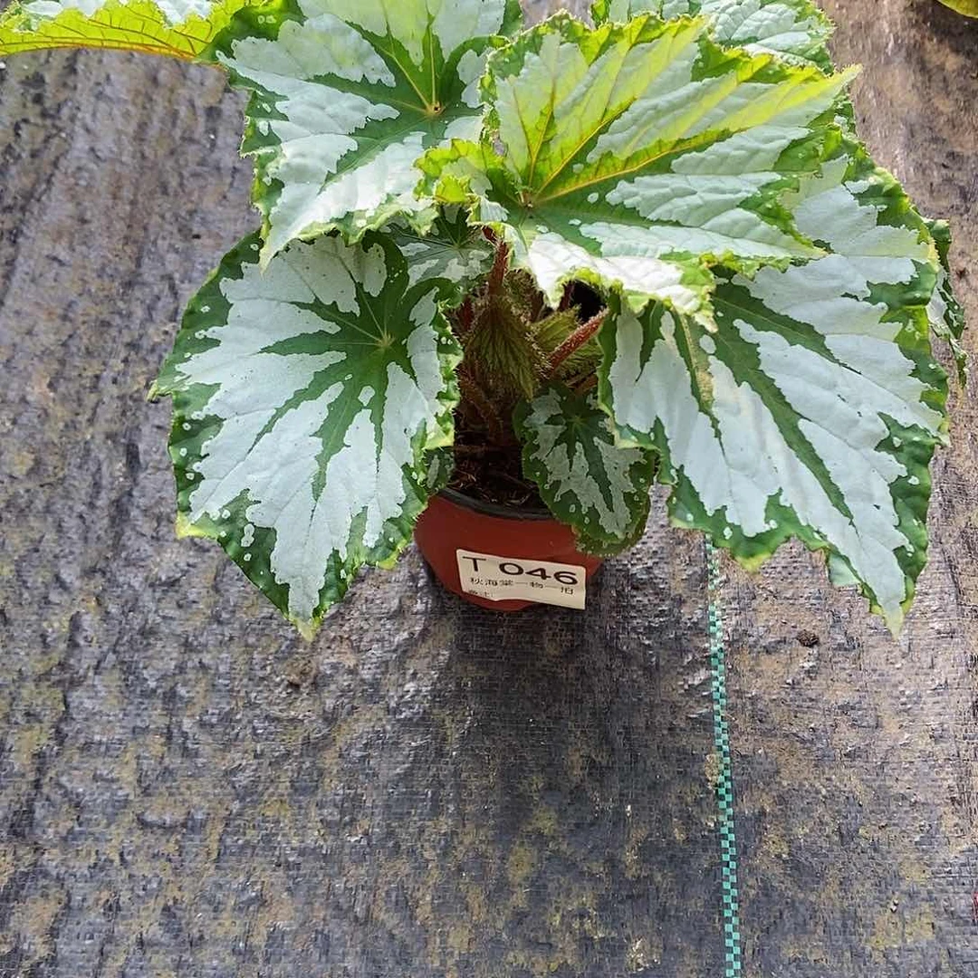 不开花植物初***阳秋海棠046