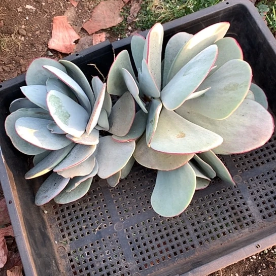 圆*每日特价活动开始啦