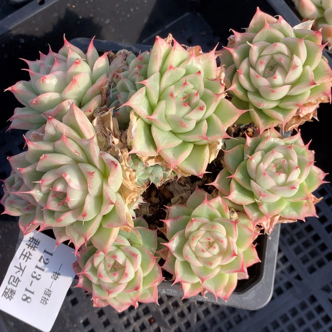 1213-18 麦杆老桩