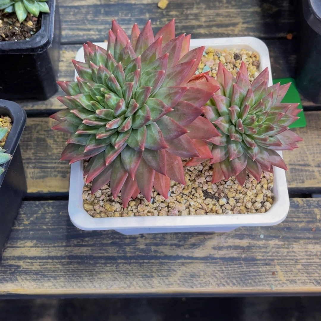 一****6发货11111111111111111