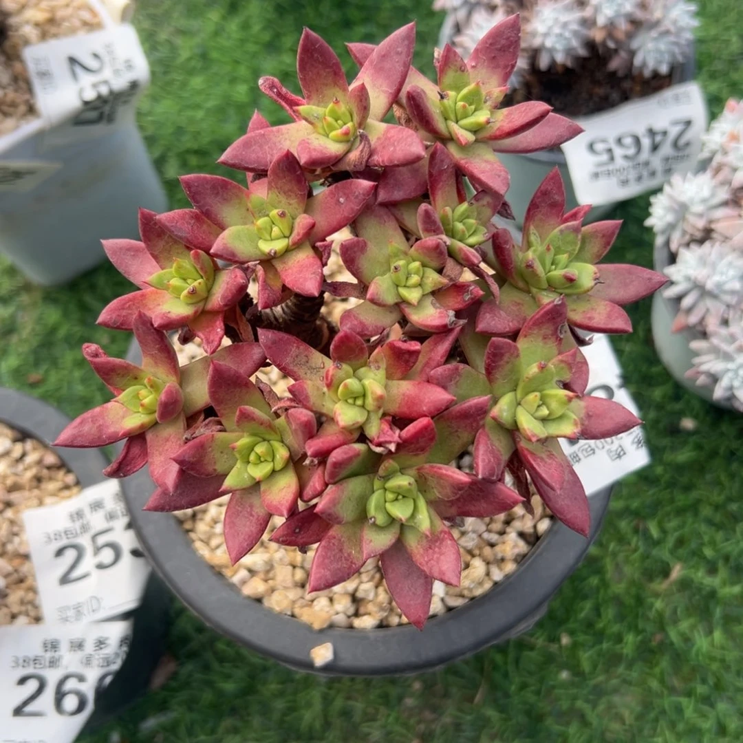 苹果叶～一物一拍484