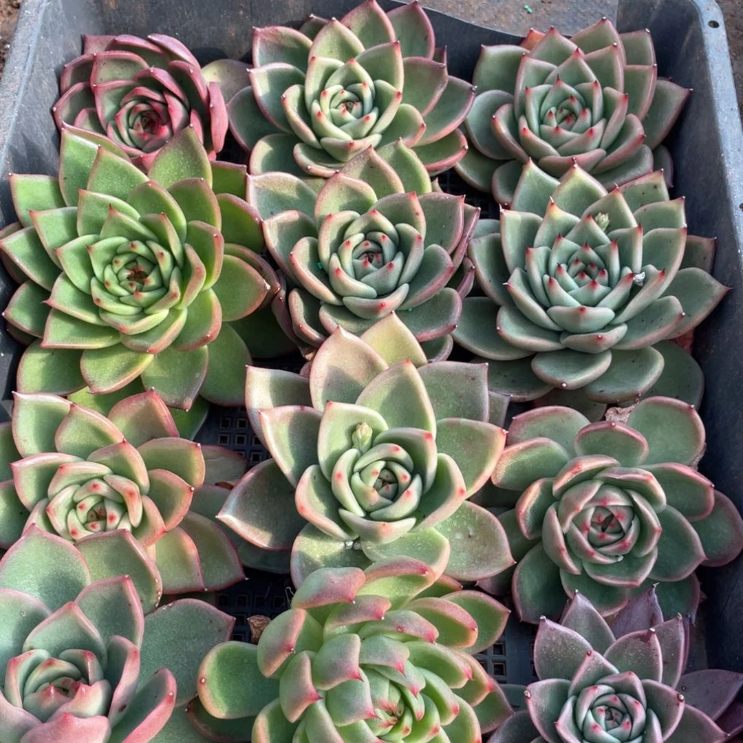 桐***姐一筐特价福利不售后2608