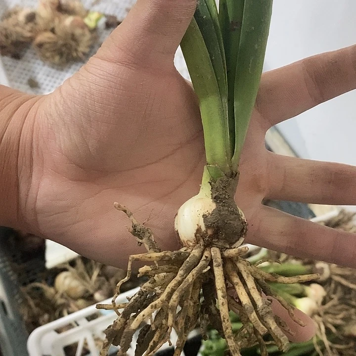 第九章2.5以上朱顶红越南朱