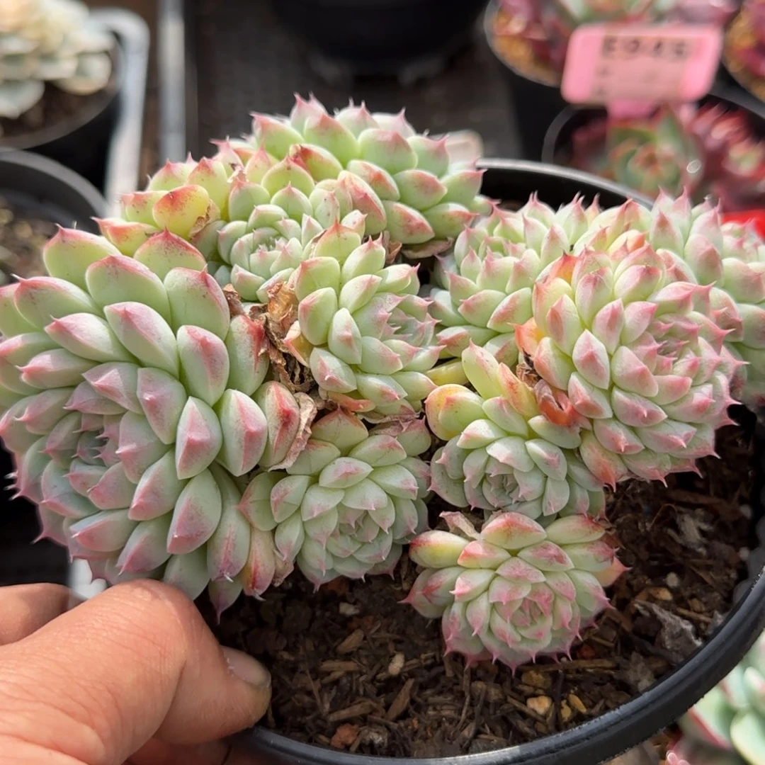 美腻惊鸿一物一拍包装收缩花旱