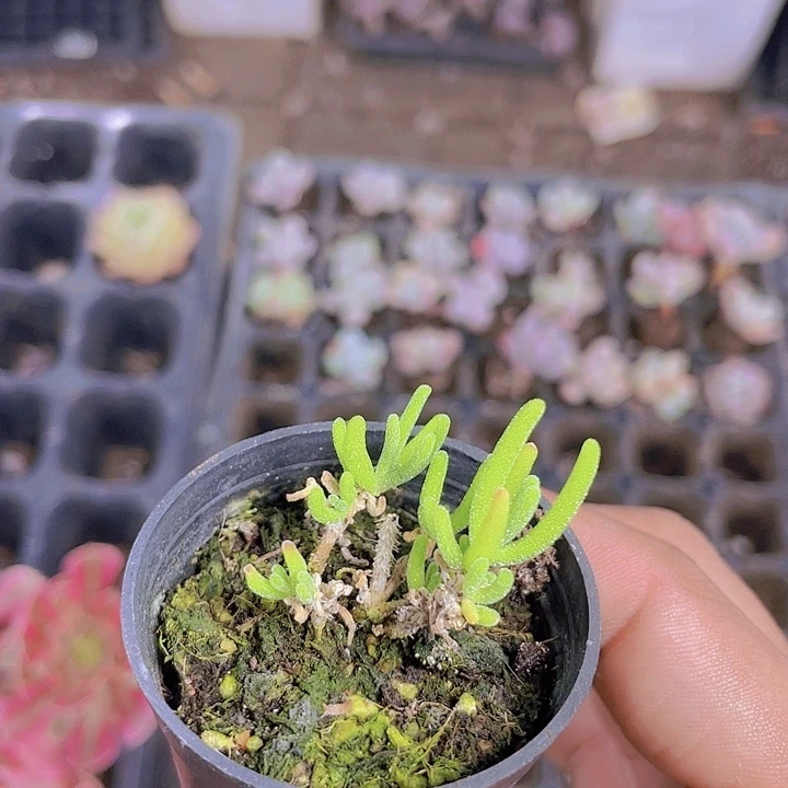 荧光兔枝干【满10颗包邮】
