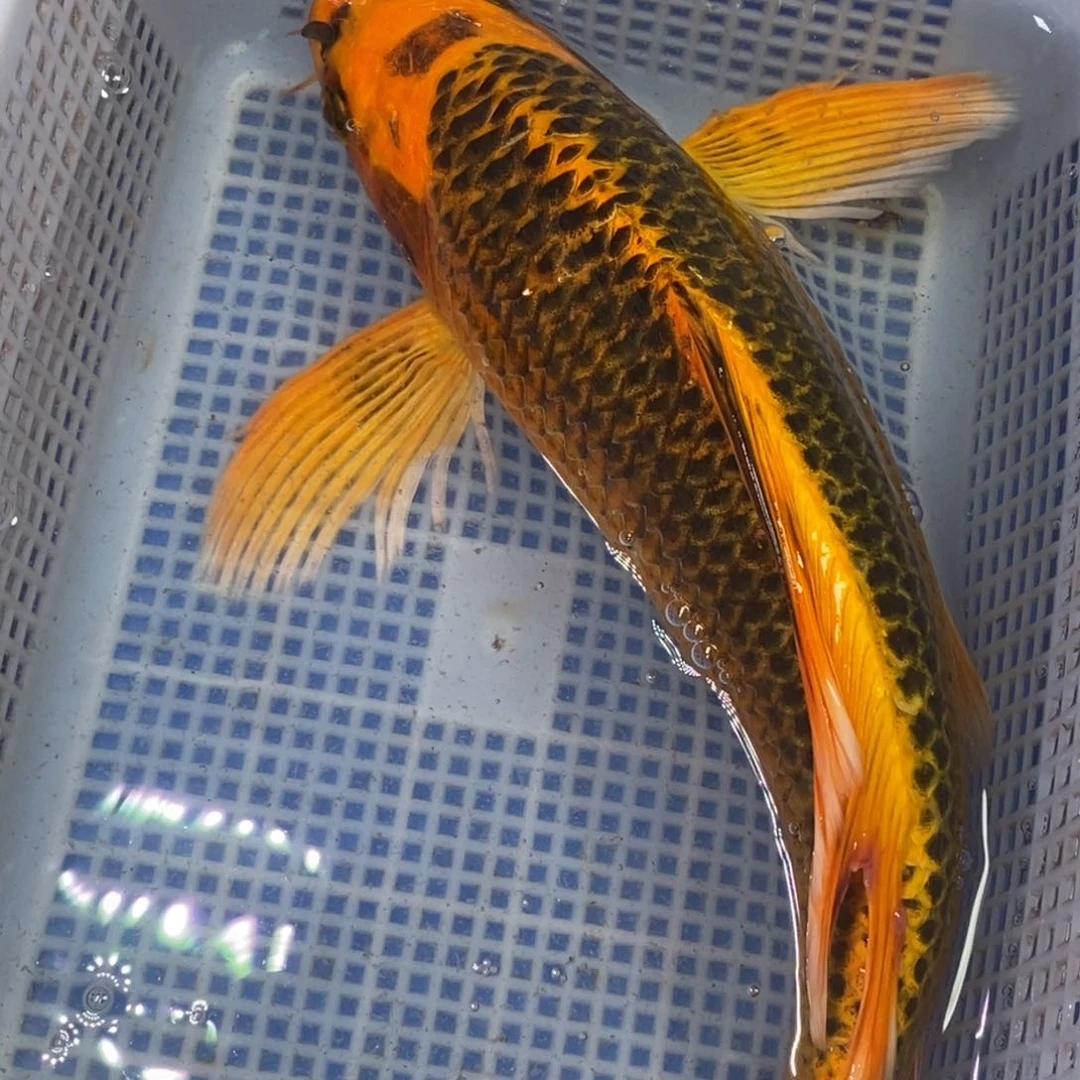 锦鲤冷水锦鲤包邮