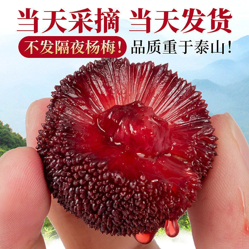 【正宗仙居东魁杨梅】9A特大果现摘现发新鲜水果顺丰空运冷链直达