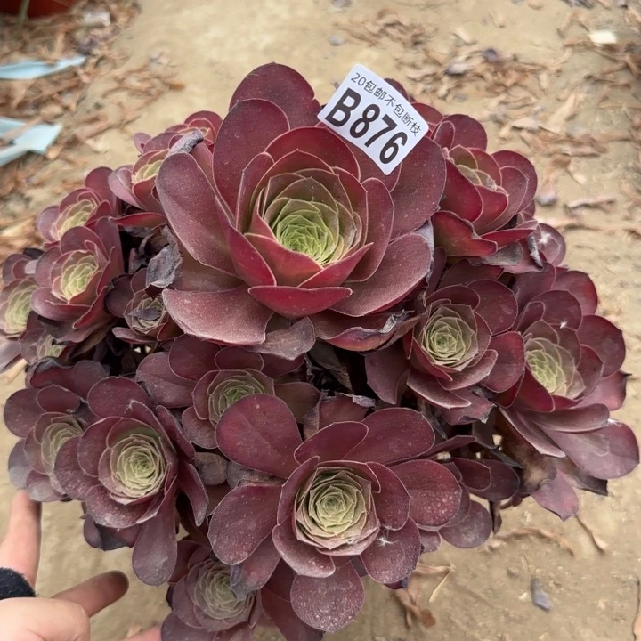 魅金……多肉植物……