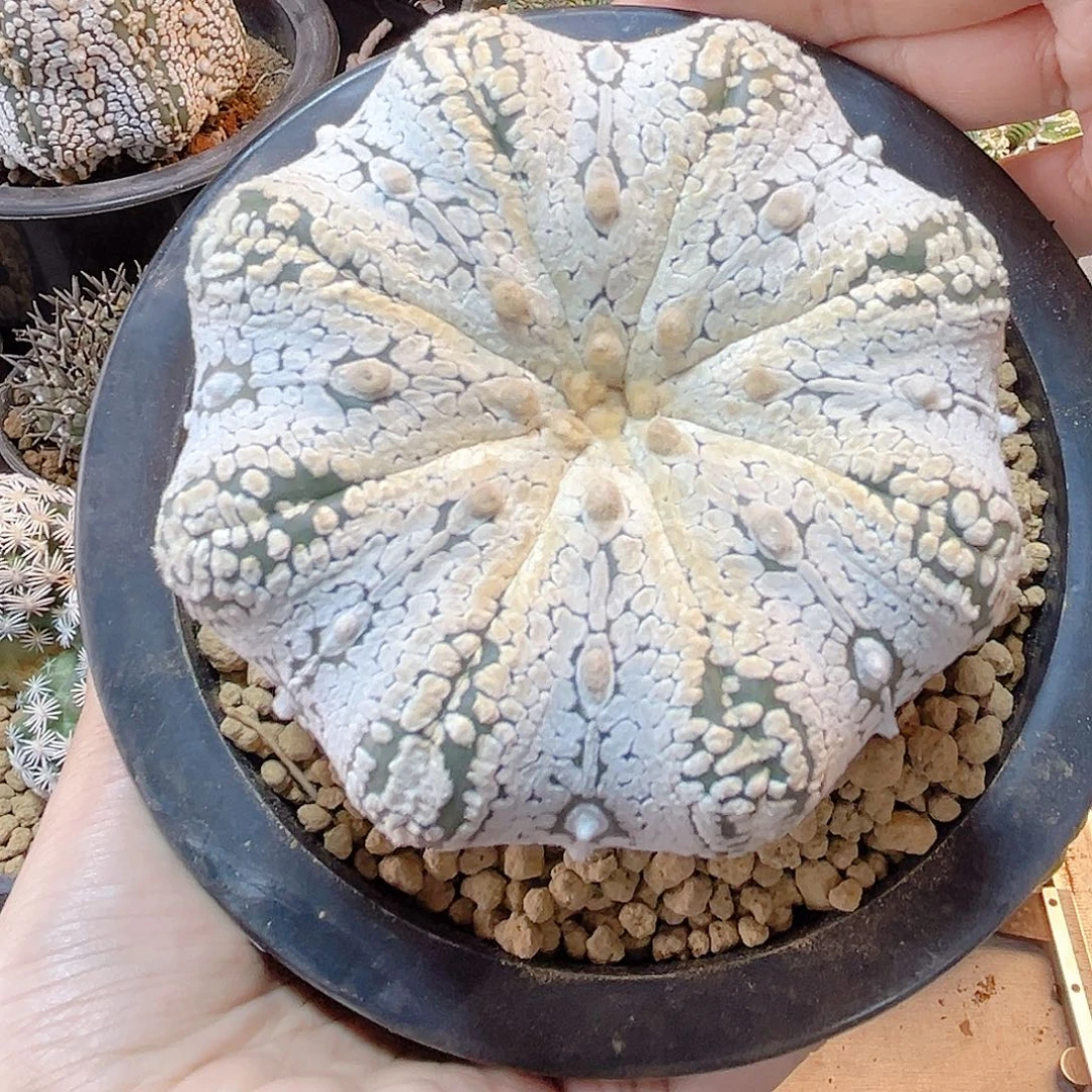 晚13号海星超兜9公分带盆