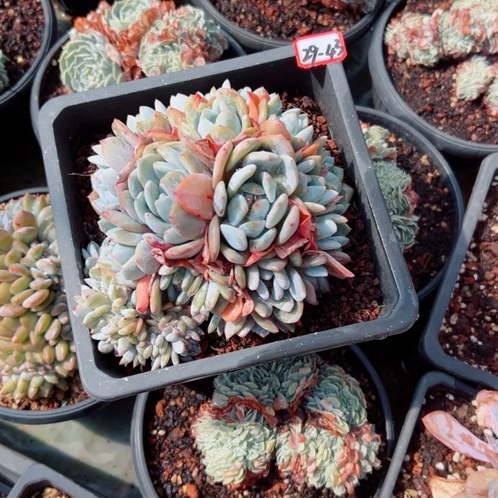 朵*精品多肉植物老桩