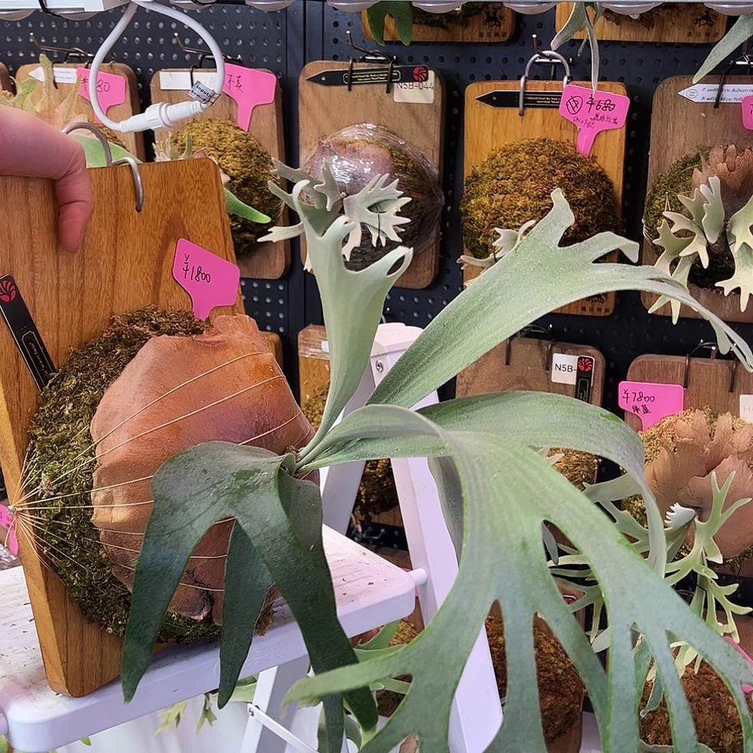 nook黑牌侧芽 无原牌