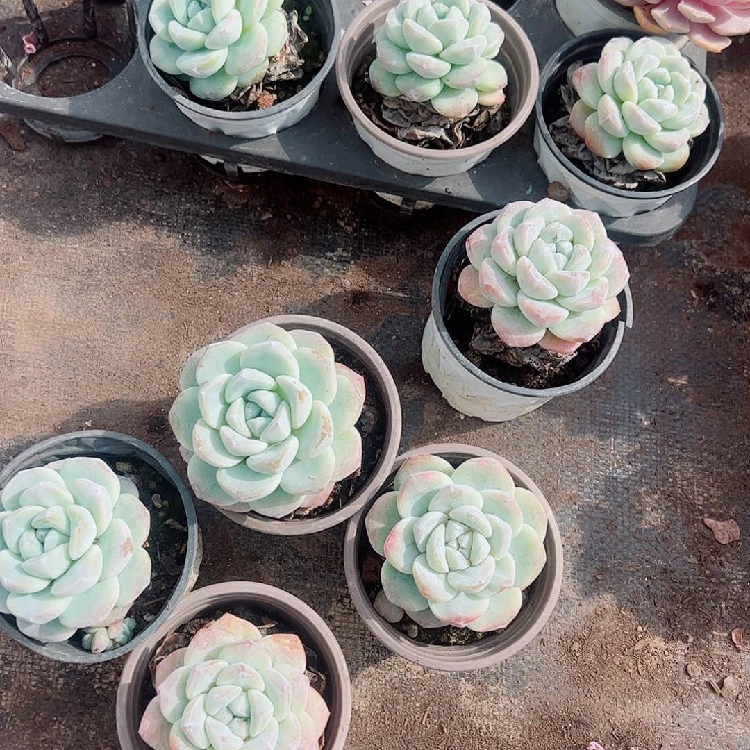 冰玉大单头精品特价四盆