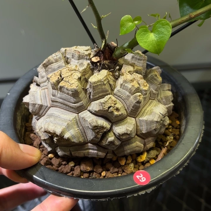日系南非龟甲龙带盆包邮