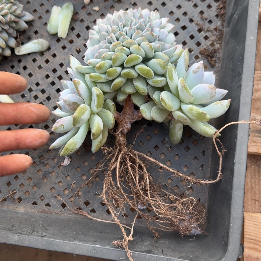 星影树缀无砍多肉