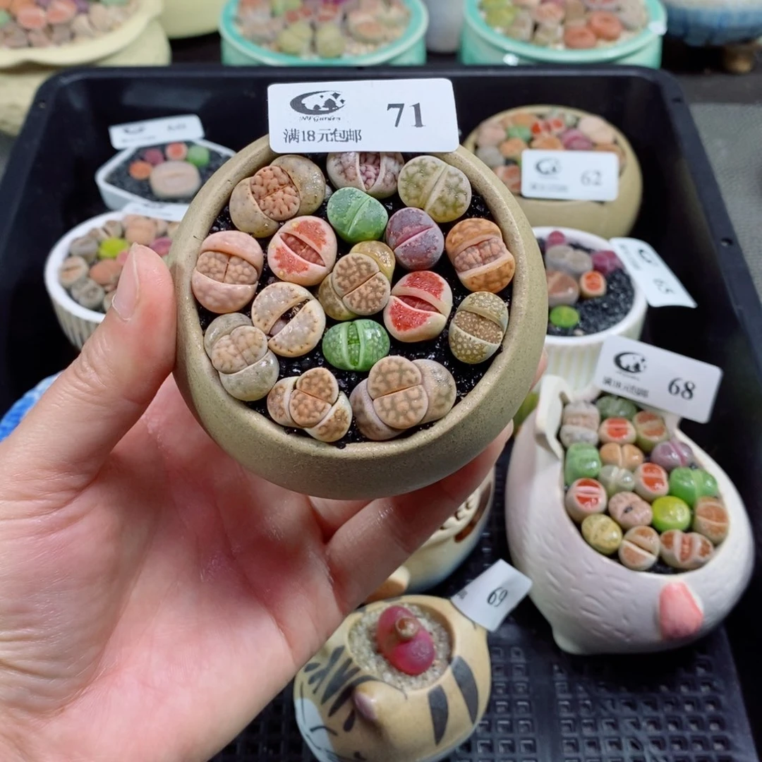 生石花花花花花花71