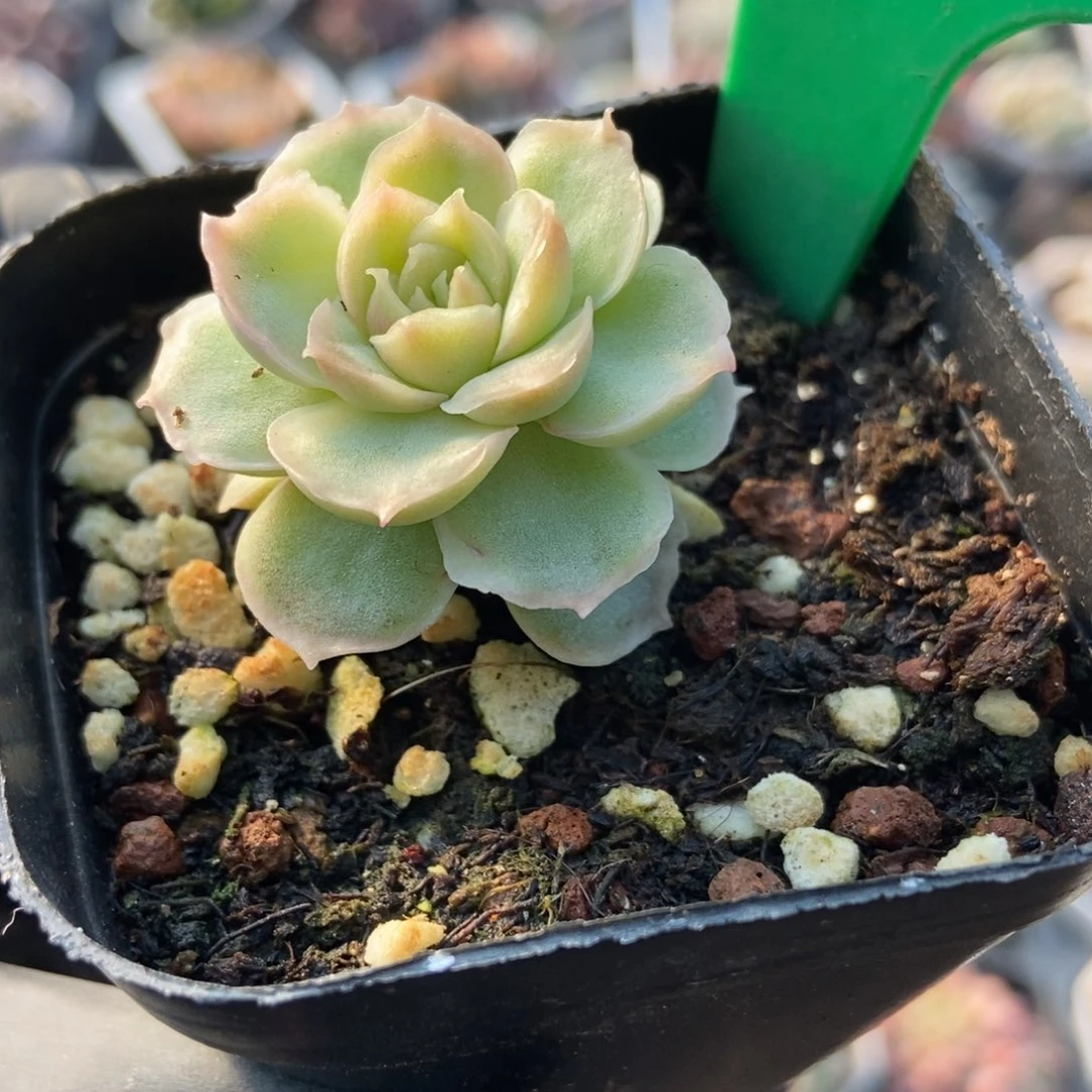 822水晶虾饺多肉植物