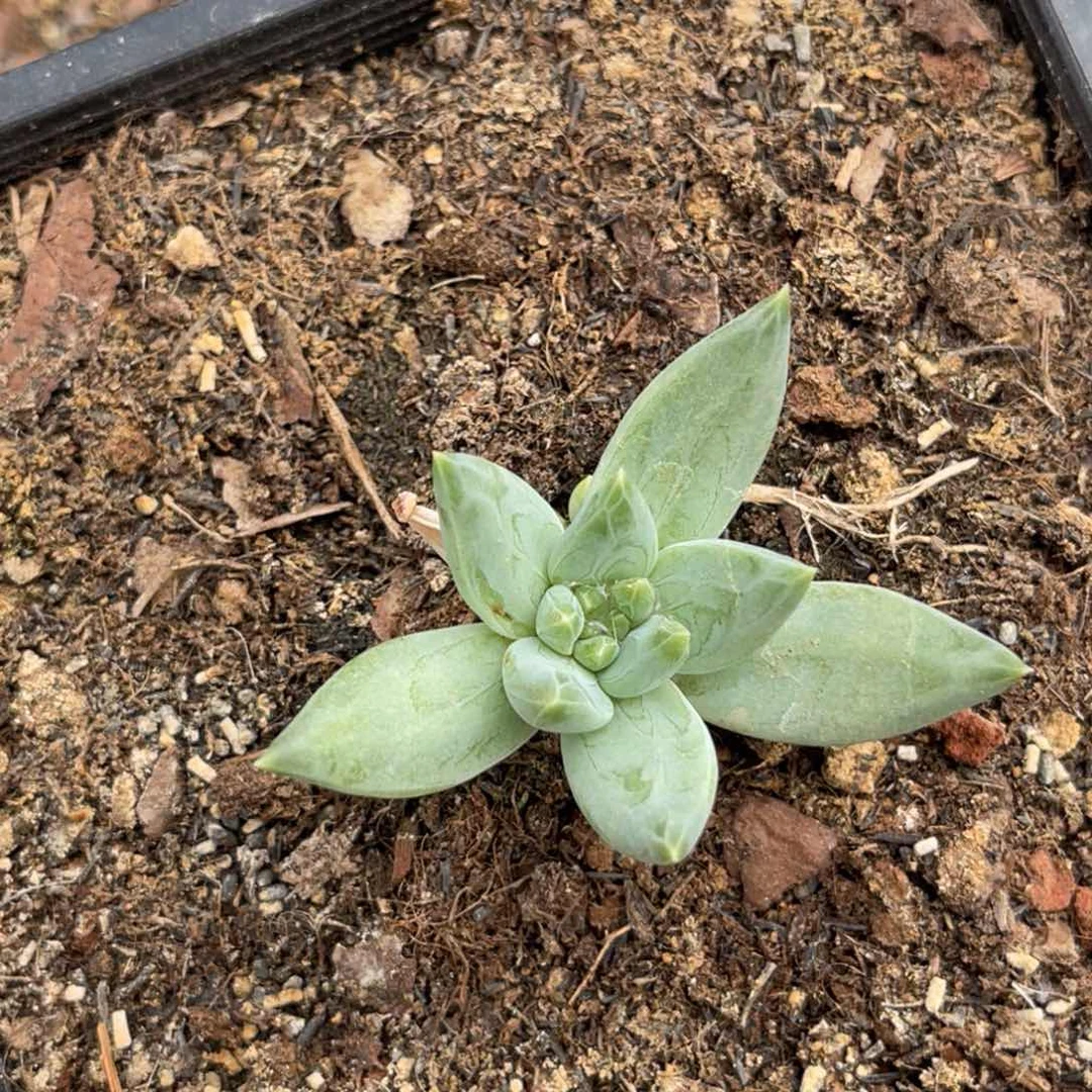 龙*牵手多肉植物发货