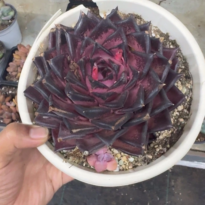 血罗  单头  一物一拍