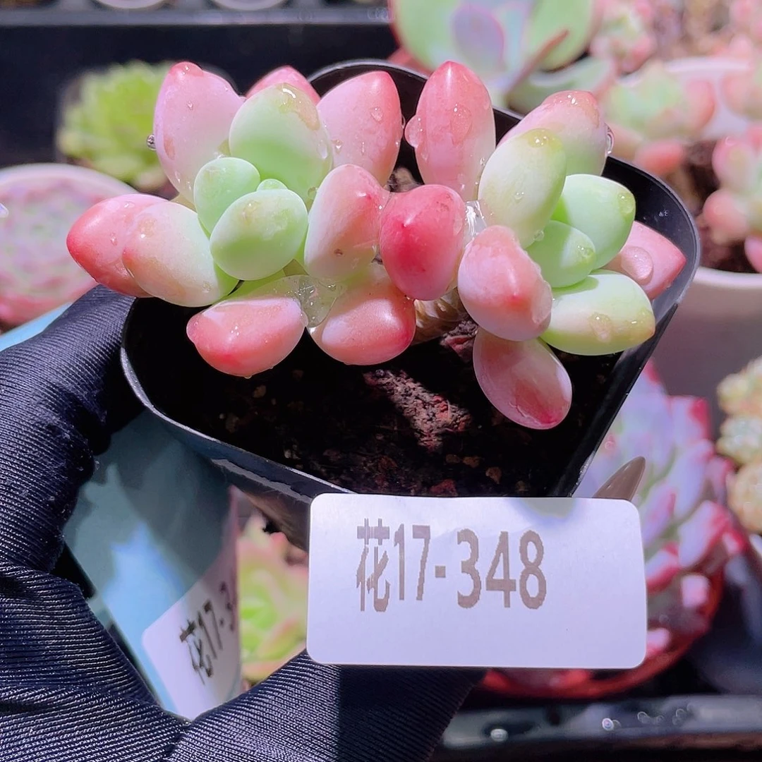 花利美17-348洛神