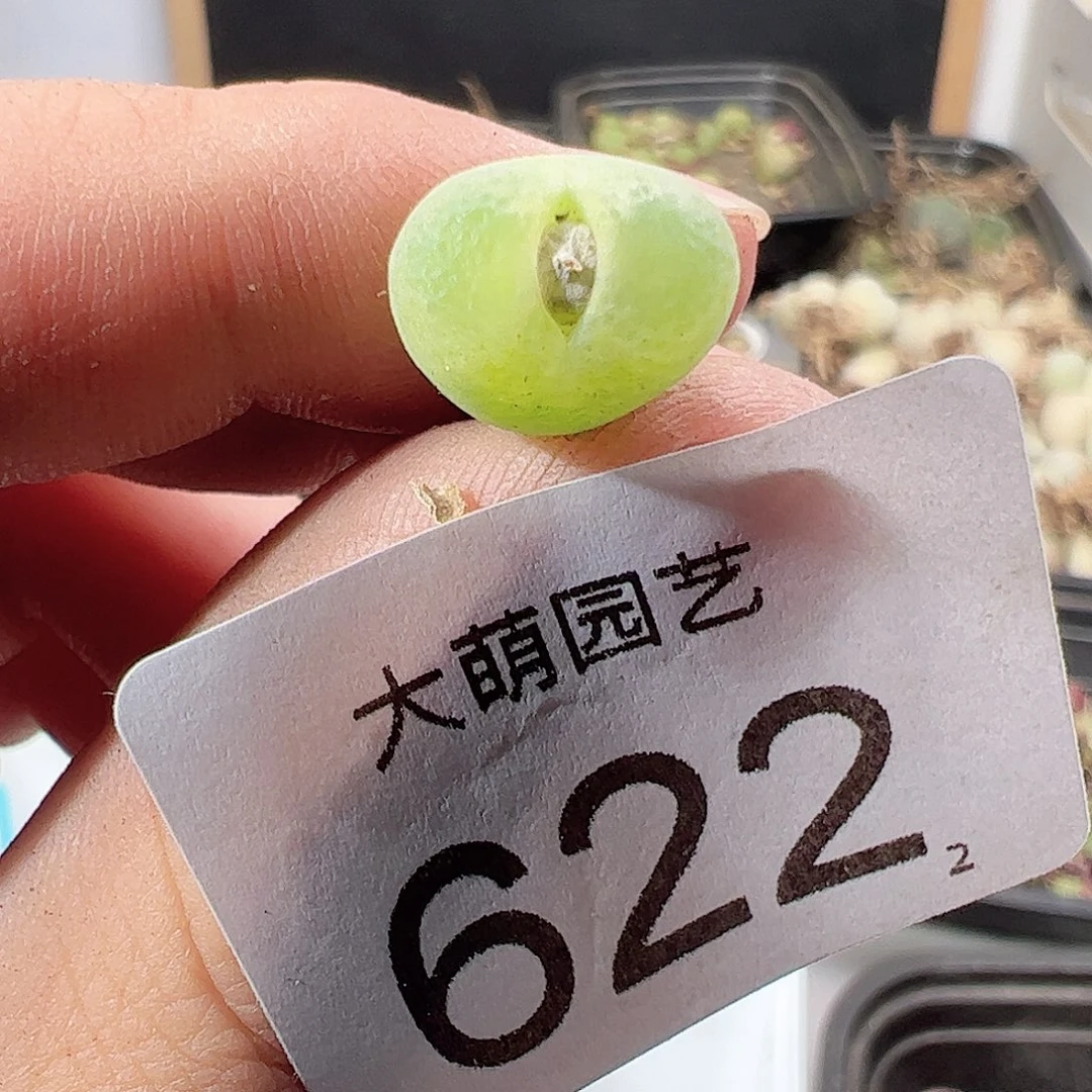 0000622莉迪亚小雀斑