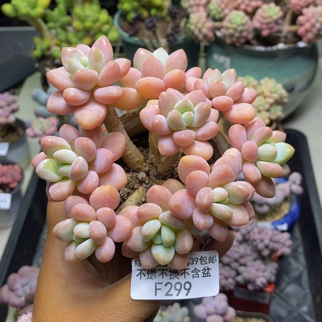 299橘子香水多肉9c m