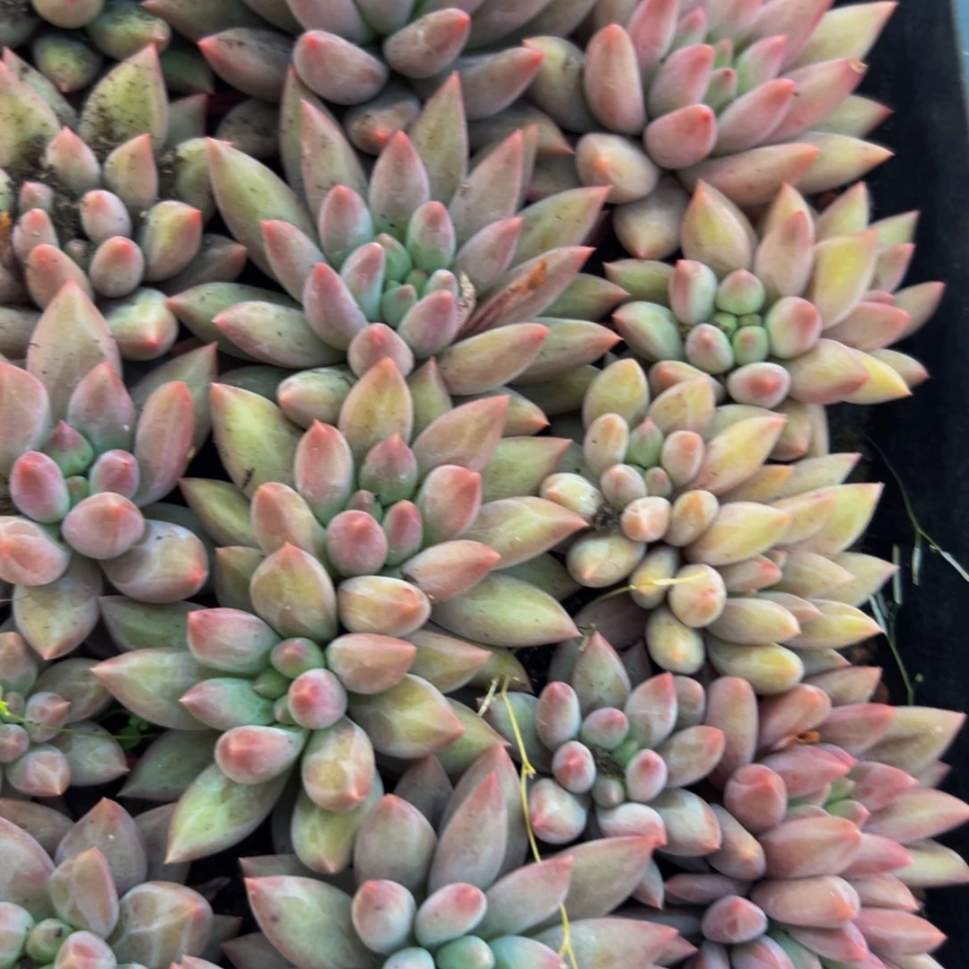 美人系列多肉植物6棵