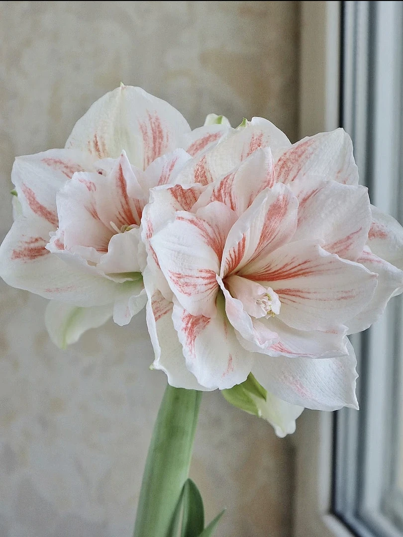 仙女自然球重瓣朱顶红种球大花浓香室内盆栽四季开花植物