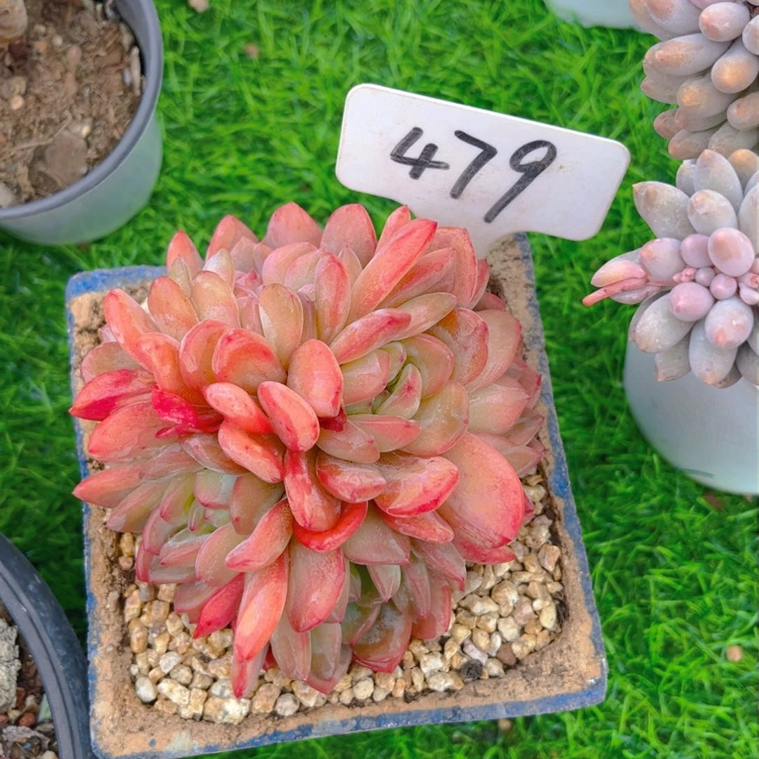 全明星88888888888