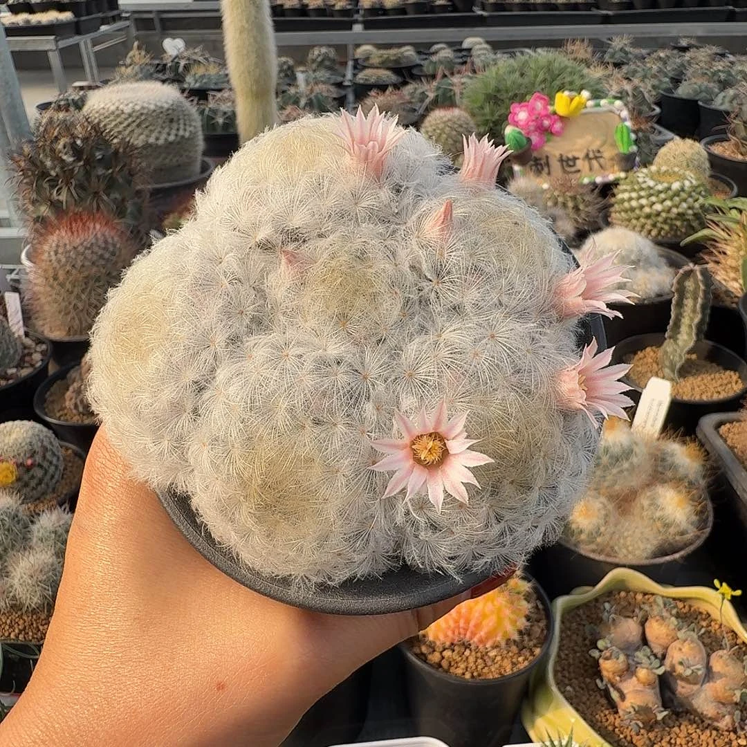实生佛头白星脱土发货