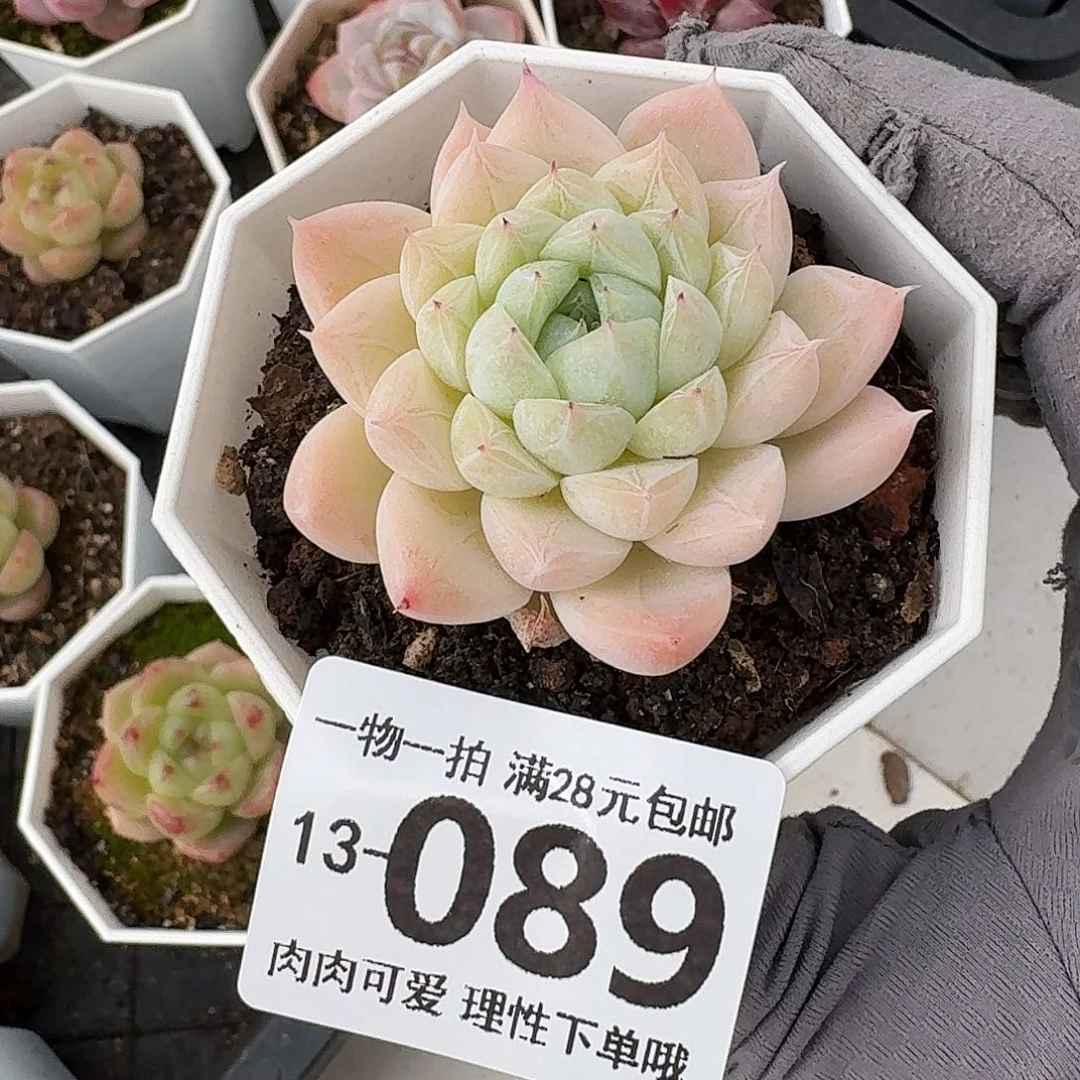 白卡无盆土发货无盆土发货无，