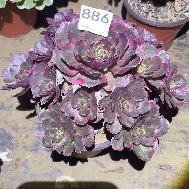 不**系多肉植物断枝不包886纳福