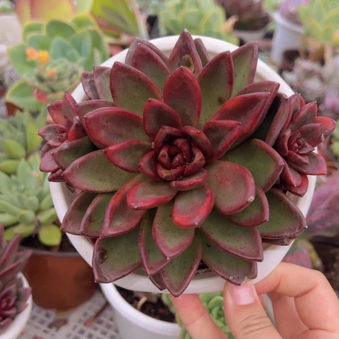 丰沛玫瑰大单头带仔