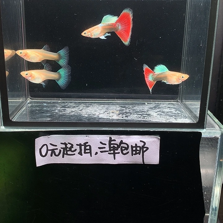 孔雀鱼黄化鸥翼跑红两对