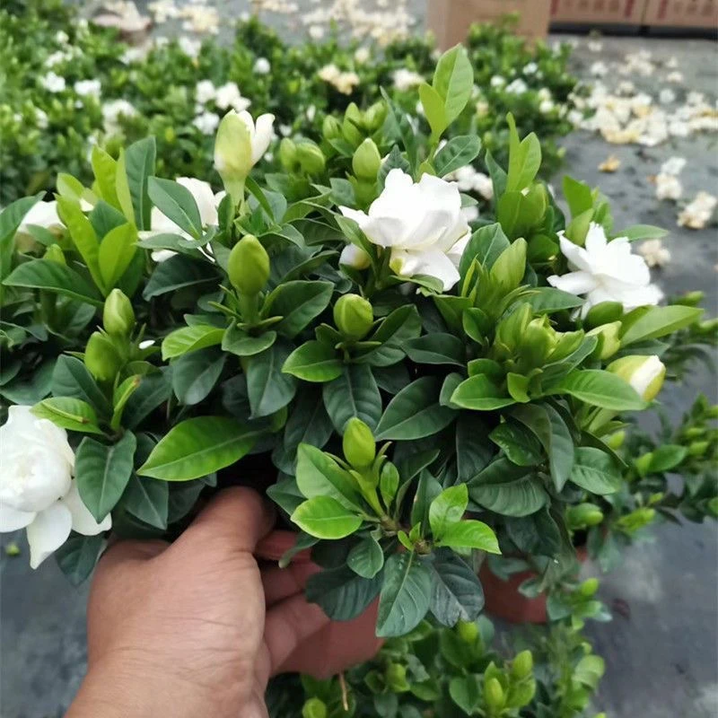 浓香型花苞室内栀子花盆栽净化空气好养植物四季花卉阳台绿植