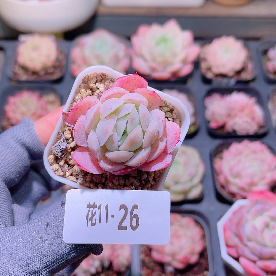 花11-26贝瑞单头