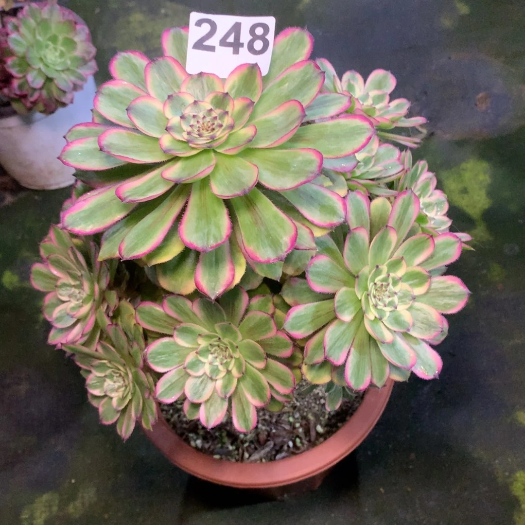 成***瑶糖果粉带248法师多肉植物250000