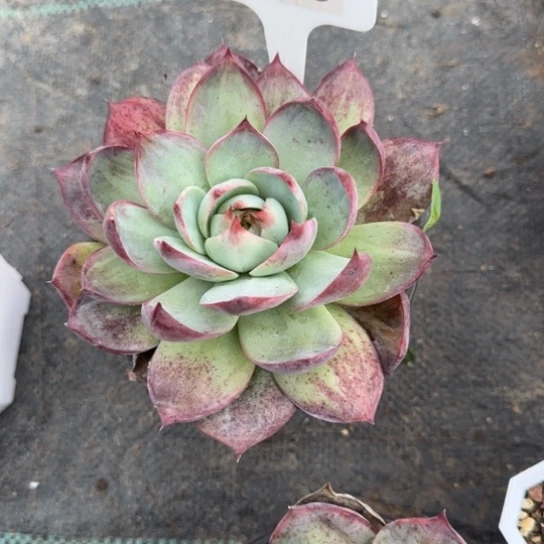 3惊鸿仙子多肉植物多