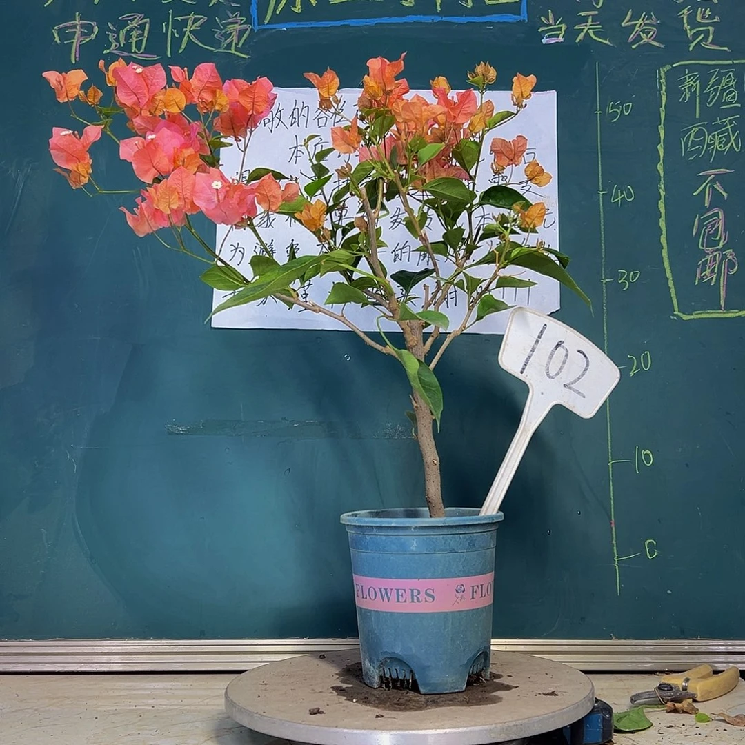 当前无花栽培后可以开花 波伊斯玫瑰 102